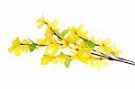 Forsythia flowers photo on the white background