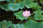 the water lily of a garden china.