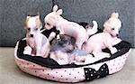 chinese crested puppy dogs in front at sofa