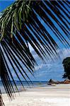 beach and palm tree on Seychelles Island