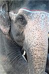 Portrait of an Asian elephant in Nepal