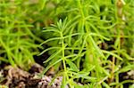 Green seedlings growing out of the soil