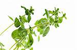 Fresh leafs of thyme herbs on a white background