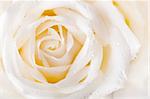 Close up of white rose with dew