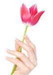 Beautiful hand with perfect french manicure on treated nails holding tupil flower. isolated on white background