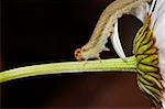 Macro - chenille mange les pétales de marguerites