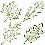 Leaves of plants, nature objects, vector, set pictogram: maple, oak, oak iberian, dogrose