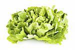 Fresh green lettuce isolated over white background