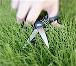This photograph represent a hand cutting the grass with a pair of scissors