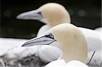This photograph represent a rare bird: Northern Gannet (Morus Bassana). The Northern gannet's breeding range is the North Atlantic. They normally nest in large colonies, on cliffs overlooking the ocean or on small rocky islands. The largest colony of this bird, with over 60,000 birds, is found on Bonaventure Island, Quebec, Canada.