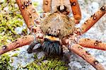 Macro shot of a wolf spider.