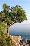 A single tree standing on the sea shore