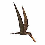 Dinosaur Anhanguera Pterosaur. 3D rendering with clipping path and shadow over white