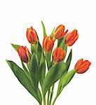 beautiful red tulips isolated on white background