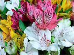 Bouquet of multicolored alstroemeria flowers from above