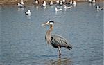 A Great Blue Heron wades in a suburban pond with seagulls in the background.