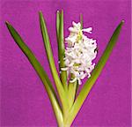 one beautiful white  hyacinth, flower