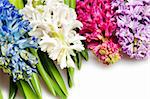 four beautiful hyacinth on white