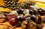 An autumn background created of leaves, cones, chestnuts and acorns