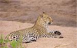 Leopard (Panthera pardus) resting on sand in nature reserve in South Africa