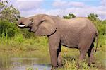 Large elephant bull drinking water in the nature reserve in South Africa