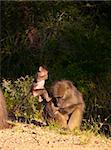Chacma baboon (Papio cynocephalus) with her baby in South Africa
