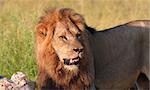 Single male lion (panthera leo) with lots of scratches and blood on his face eating on carcass in savannah in South Africa