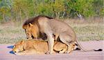 Lions (panthera leo) mating in the wild in South Africa