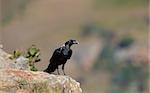 White-necked Raven (Corvus albicollis) sitting on a rock in South Africa