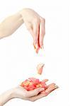 Beautiful hand with perfect french manicure on treated nails holding rose flower petals. isolated on white background