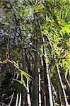 Bamboo tree leave skyward, jungle green sheet