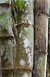 Stems bamboo tree in white mildew, jungle