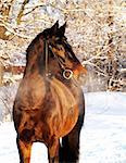 portrait of bay horse outdoor sunny day winter