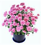 Beautiful pink chrysanthemum in flowerpot isolated on white background