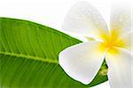 frangipani with green and white background