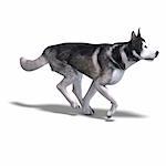 Alaskan Malamute Dog. 3D rendering with clipping path and shadow over white