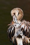 Young Cuban flamingo (Phoenicopterus ruber ruber )