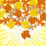 vector illustration of the  leaves background. eps10