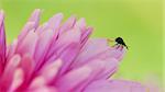 Little black beetle with open wings among the petals of a large pink flower (selective focus on beetle)