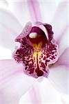 Macro of a beautiful pink orchid (Phalaenopsis) isolated