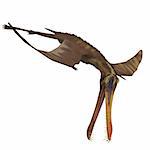 Dinosaure Anhanguera ptérosaure. Rendu 3D avec tracé de détourage et shadow over blanc