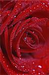 Red rose with water drops