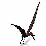 Dinosaur Anhanguera Pterosaur. 3D rendering with clipping path and shadow over white