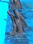 Dolphins yearn for fish in dolphinarium