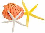 Beach Concept with Shell and Starfish Isolated on White with a Clipping Path.