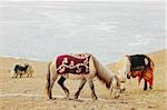 Landscape of horses and yak on meadow in Tibet