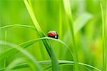 red ladybug on green grass isolated on green