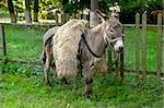 grey donkey stands in front of a fenced