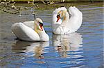 Cob and Pen courting in a pond before mating