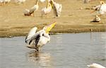 Eastern White Pelican (Pelecanus onocrotalus) or Great White Pelican in the water pools in South Africa